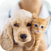 Dog and cat care in summer
