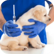 Importance of vaccination in cats and dogs