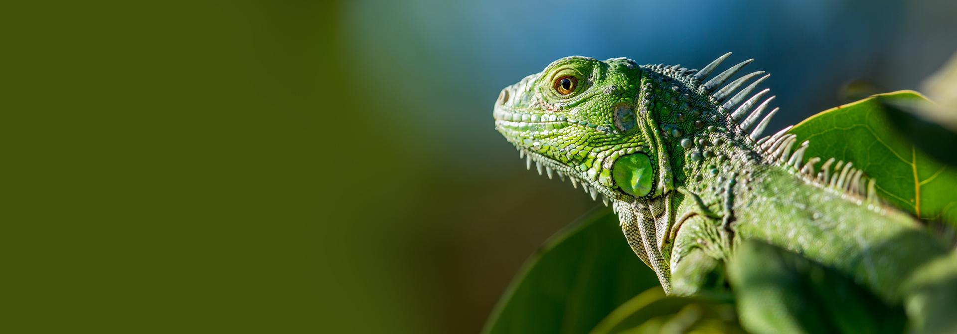 Iguanas make good pets for reptile lovers